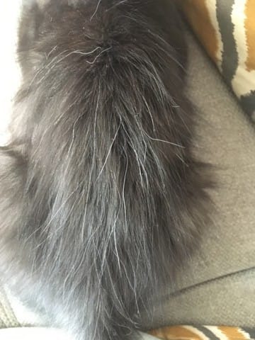 patron et couleur du pelage de mon chaton