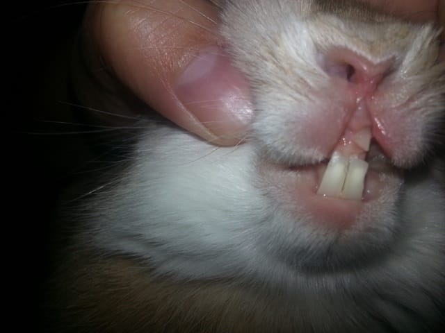 Dentition inquietante .. Help