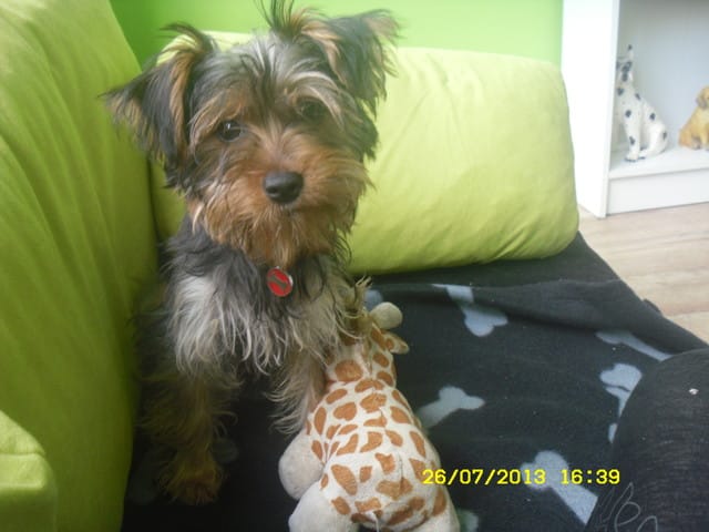 Mon chien ne veut jamais rester sur moi