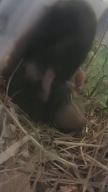 Mon hamster est t'il enceinte?