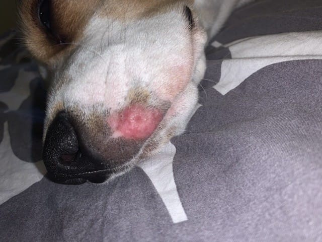 Inflammation museau de mon chiot de 7mois