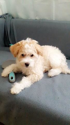 SAILLIE chien chinois à Crête