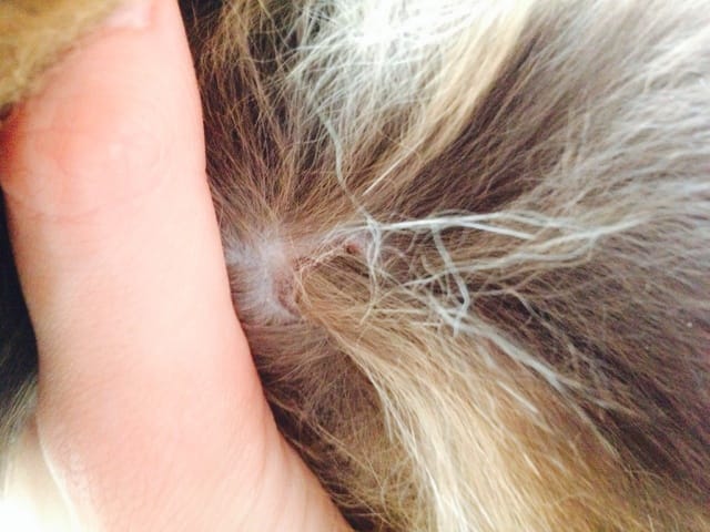 Plaque sur le dos de ma minette