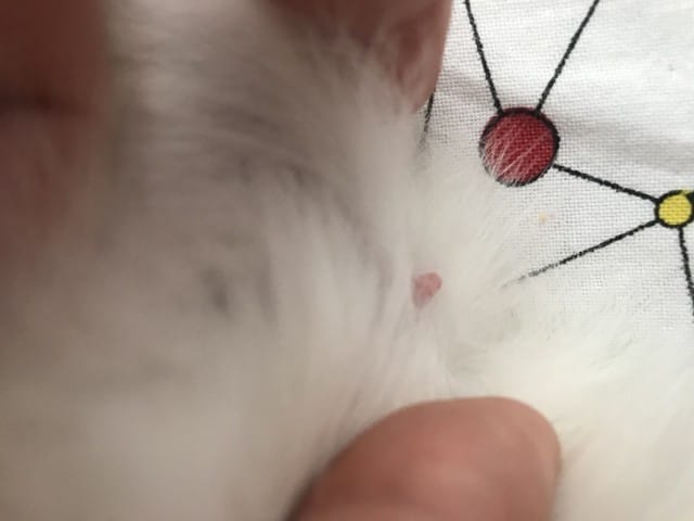 Besoin d’aide : lapine pseudo-gestation?