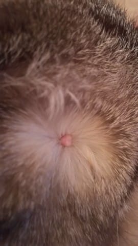 Bouton chat