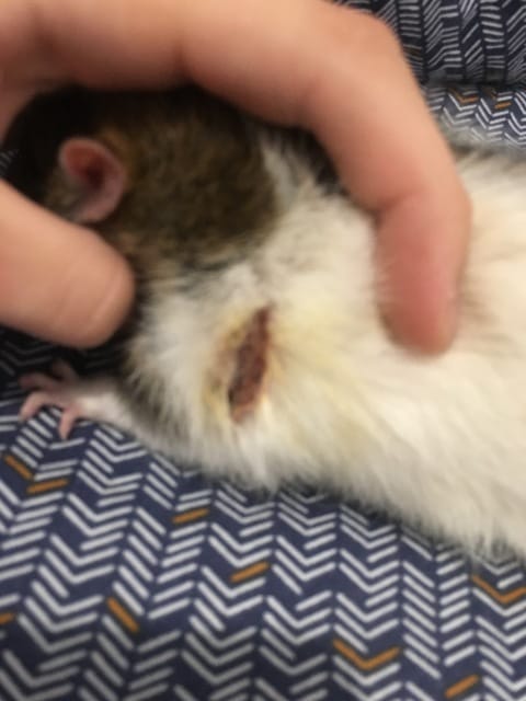 Attaque de rat