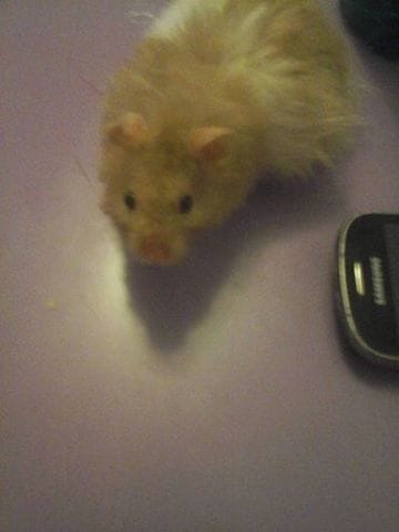 Mon hamster est Russe ou Doré ou autres ?