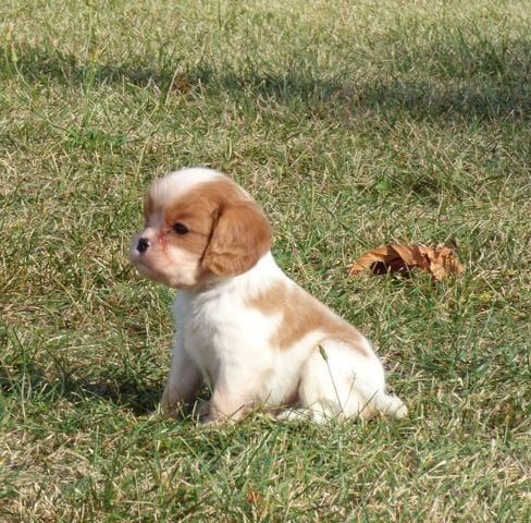 adoption cavalier king charles