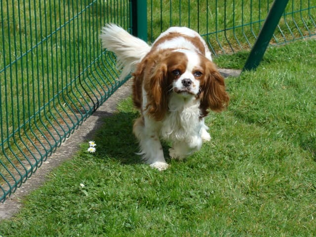 L'adoption de Lizzie-Le post de tous les Cavaliers King Charles ;-)