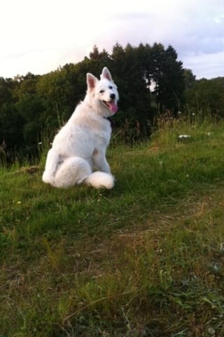 Quelles croquettes choisir ? 