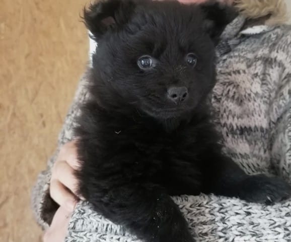 Taille spitz