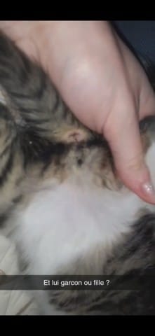 Quel est le sexe de mon chat ?