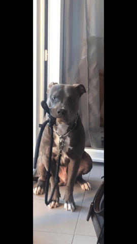 Quel croisement pour mon chien staff ?