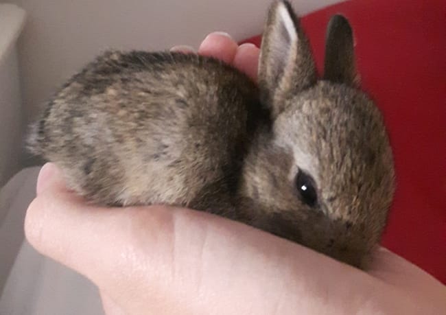 Prendre soin d'un lapereau