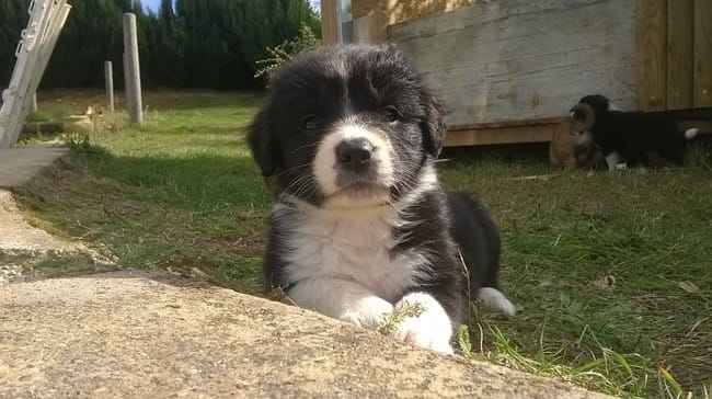 Que pensez-vous des chiens "bâtard" ?