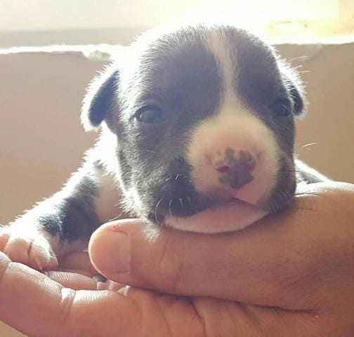 Assurances, mutuelles pour chien, des conseils ???