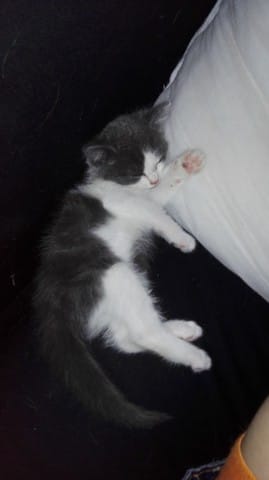 Mon chaton aura t-il les poils mi-long ?