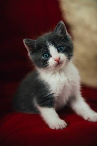 Chaton orphelin et problèmes de comportement