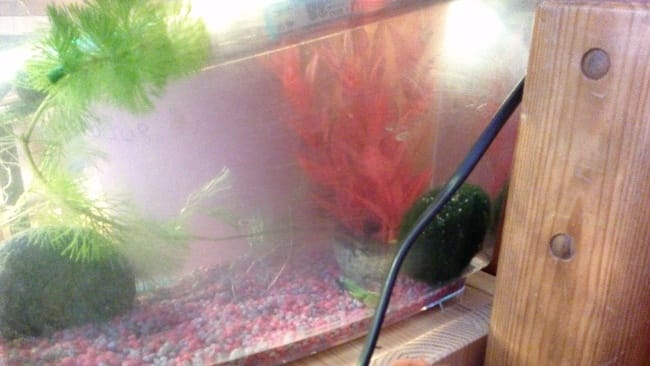 S.O.S !!!! Poisson qui se fait attaquer par un autre !!