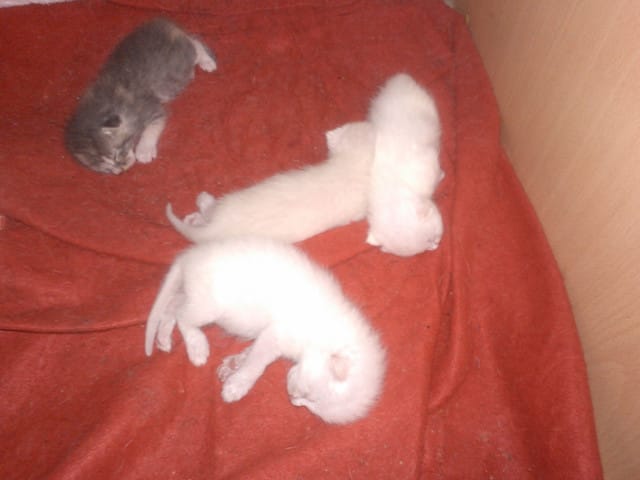 Les chatons de Mi