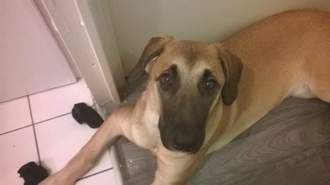 Montrons notre croisé Malinois :)