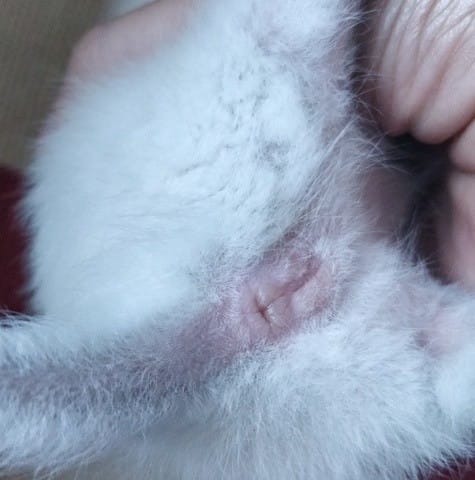 Deux chatons de 15 jours à sexer ?