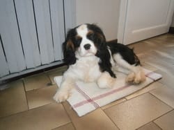 Je présente mon loulou, Junior, Cavalier King Charles.