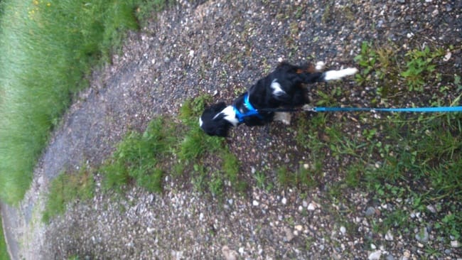 Les activités avec vos/votre chien(s)