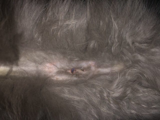 Question urgente avant d’appeler mon veto