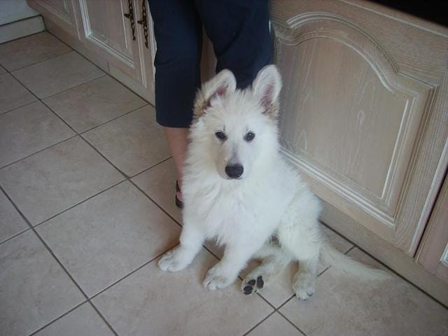 Je vous présente mon Berger Blanc Suisse !