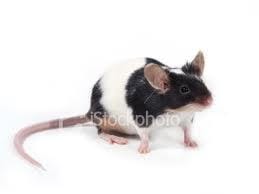 Couleur de cette souris