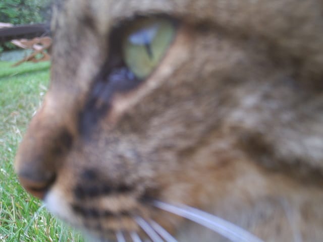 Le plus beau chat du monde...