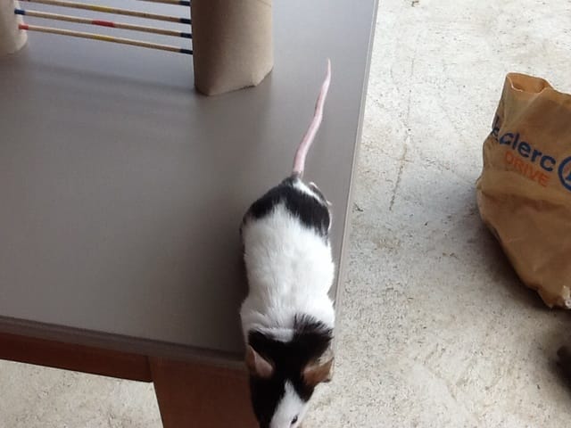 Ma souris est-elle trop grosse?