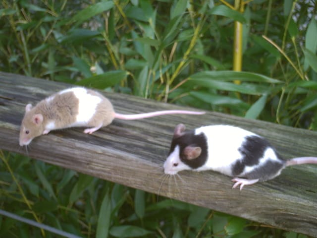 Les souris