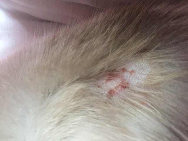 Mon chat a une plaie sur le dos comment le soigner ?