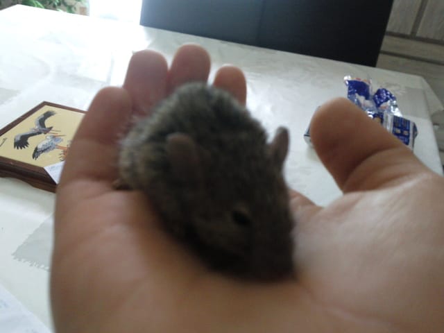 trouver souris, besoin d'aide svp c'est urgent !