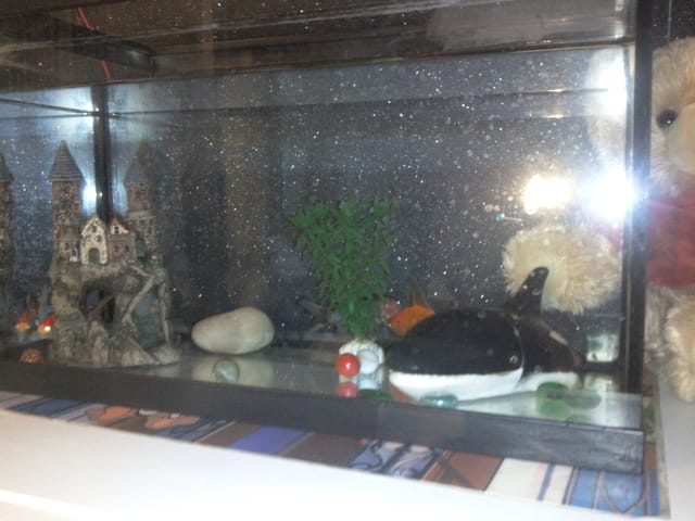 Je redécore mon aquarium, besoin de votre aide pour le choix de mes nouvelles décos
