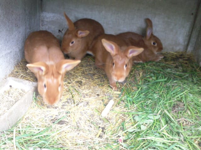 Disparition de lapins !