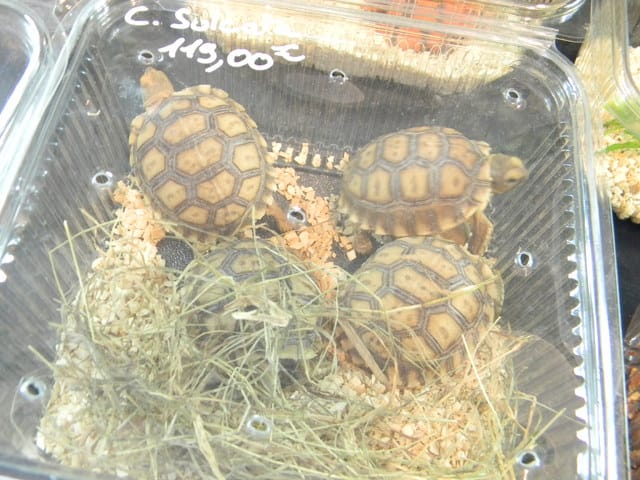 Conditions de vente, animal expo ( reptiles )