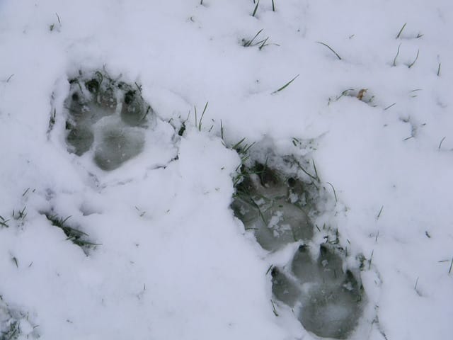 Mais à qui son ces traces de pattes ?
