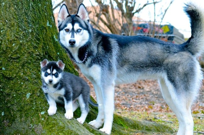Inox - une nouvelle vie / Husky Siberien 