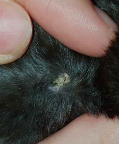 Verrue sur mon hamster