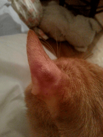 Boule de pu (?) sur l'oreille de mon chat help!