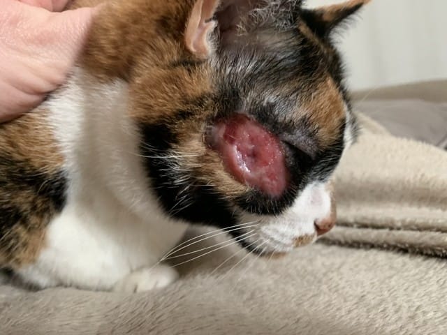 Lésion cutanée qui s’étend et qui suinte