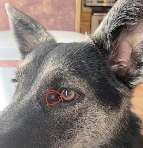 "bouton" blanc au niveau de l'oeil