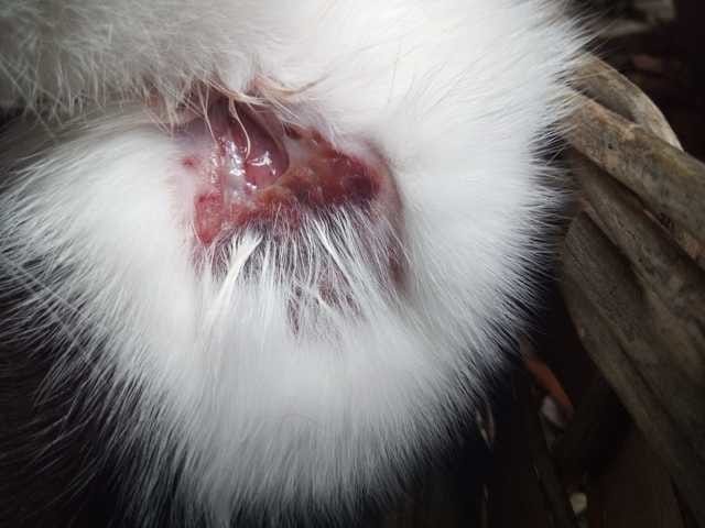 Ma chatte a un trou sur le poitrail, est-ce une plaie de combat ou une maladie?