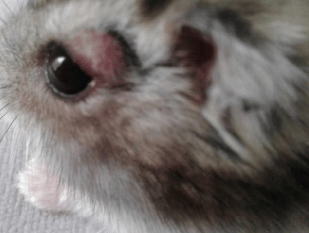 Hamster russe, blessure au dessus de l'oeil