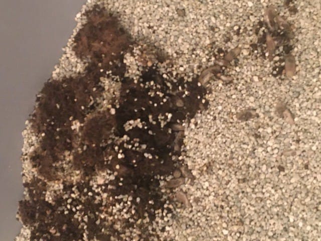 Vers dans les selles