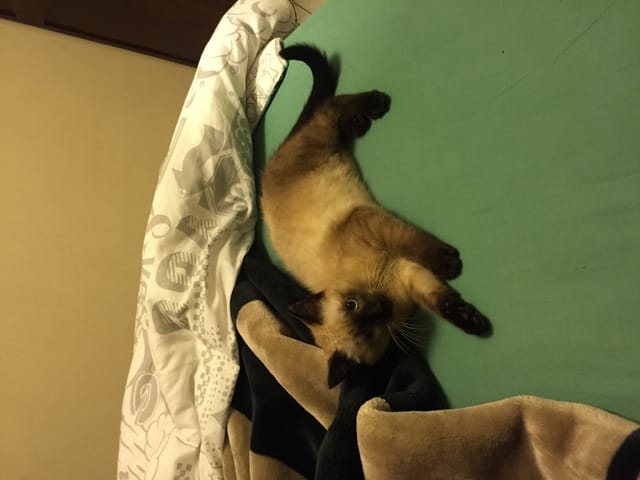 C est quelle race de chat