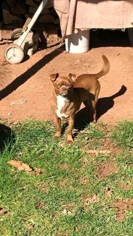 Quelle est la race de mon chien ?